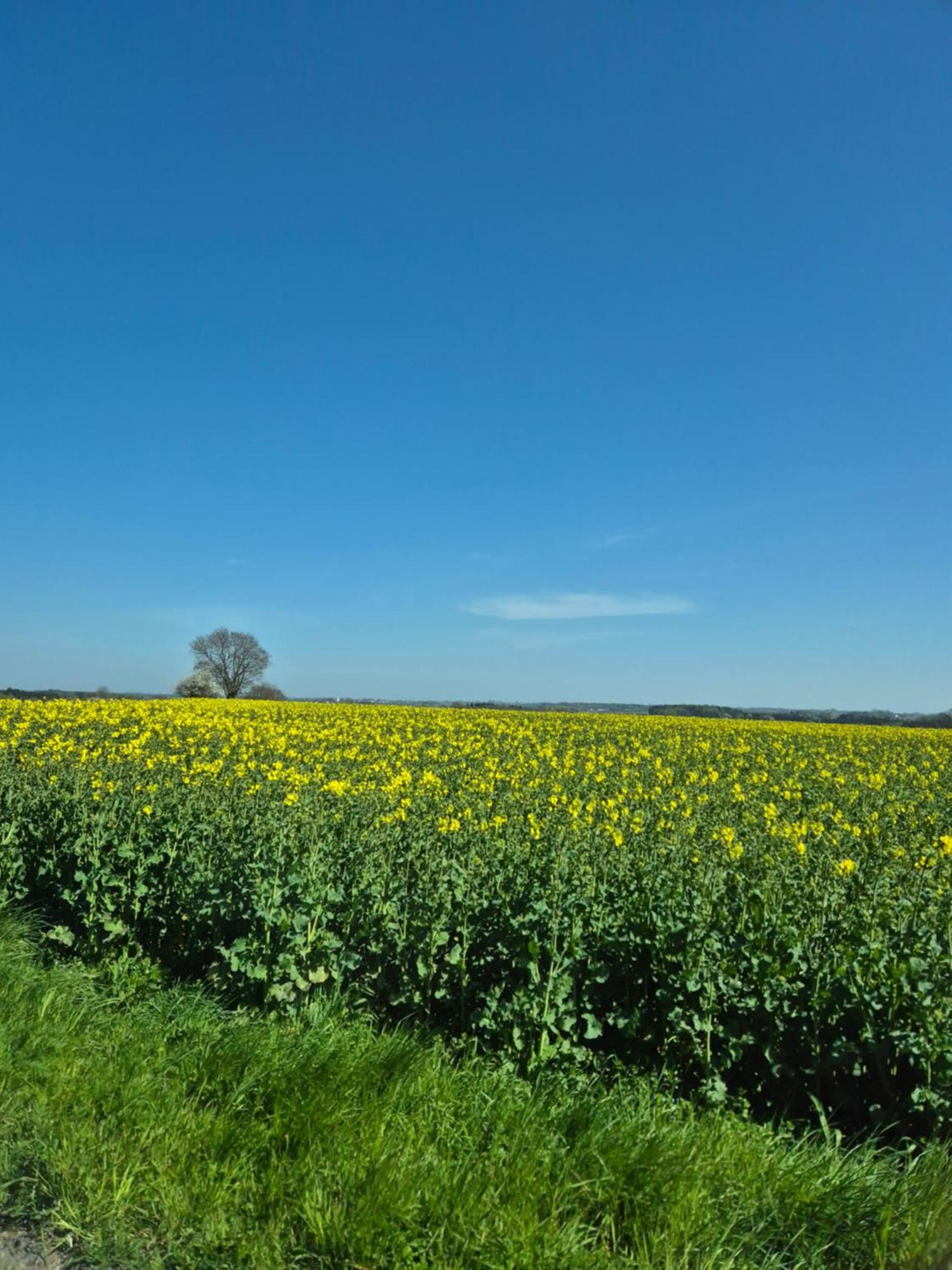 Windalens Pa Oesterlen Tomelilla Zewnętrze zdjęcie